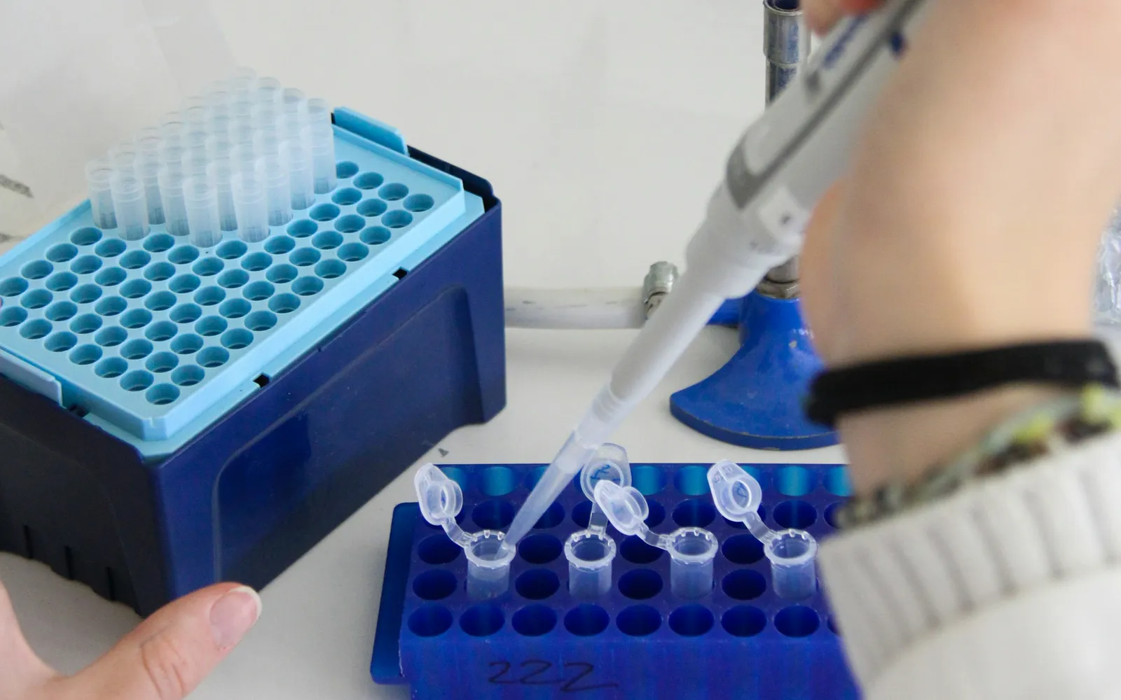 A gloved hand filling tubes in a blue rack with a micropipette
